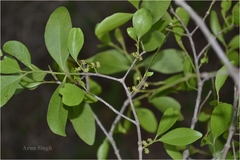 Pleurostylia opposita